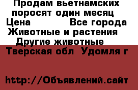 Продам вьетнамских поросят,один месяц › Цена ­ 3 000 - Все города Животные и растения » Другие животные   . Тверская обл.,Удомля г.